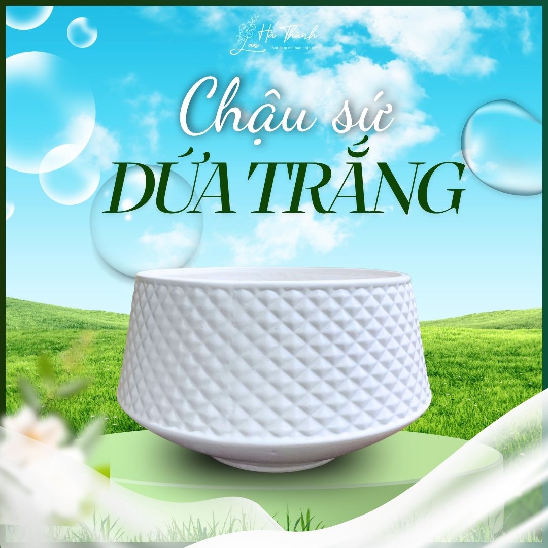 Chậu Sứ Dứa Trắng